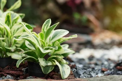 Plants on pots. Stock Photos