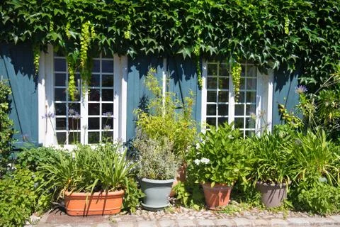 Plants in pots Stock Photos
