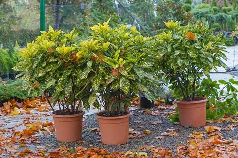 Plants in pots Stock Photos