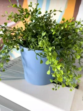 Plants in pots Stock Photos