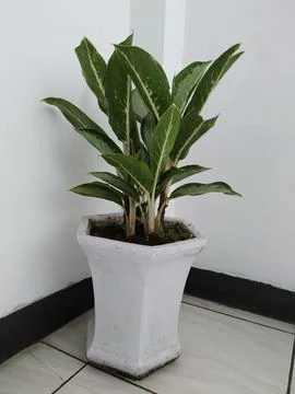 Plants in the pots 스톡 사진