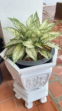 Plants in pots Stock Photos