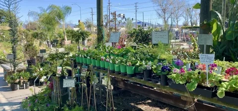 Plants in pots on table Stock Footage 126262856
