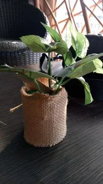 Plants in pots on the table Stock Photos