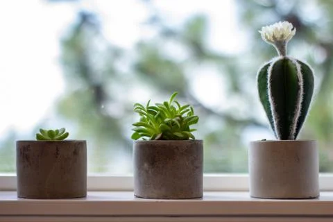 Plants Progressively growing. Plants on a window sill. Fotos Stock
