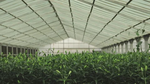 Plants protected Stock Footage 167547950
