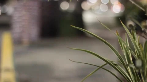 Plants in public location Stock Footage 47466301