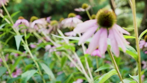 Plants with purple flowers Vídeo Stock 263679549