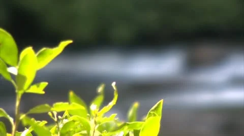 Plants Rack Rocus to Stream (1080-24FPS) Stock Footage 10975812