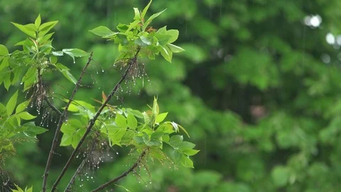 Plants at the rain Stock Footage 75541583