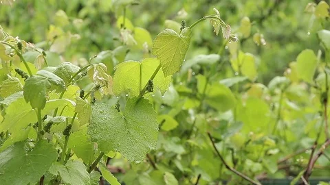 Plants in the rain Stock Footage 75984565