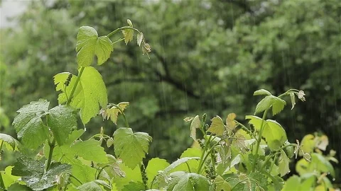 Plants in the rain Stock Footage 75987587