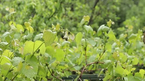 Plants in the rain Stock Footage 76019941