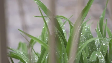 Plants in the rain Stock Footage 79731613