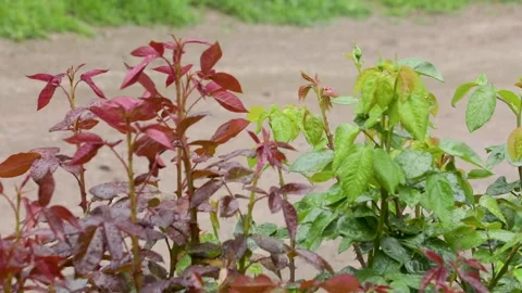 Plants in rain Stock Footage 243723050