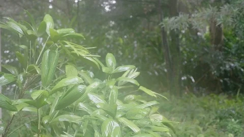 Plants in the Rain NE Stock Footage 92925093