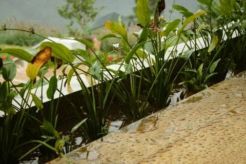 Plants In Rain Stock Photos