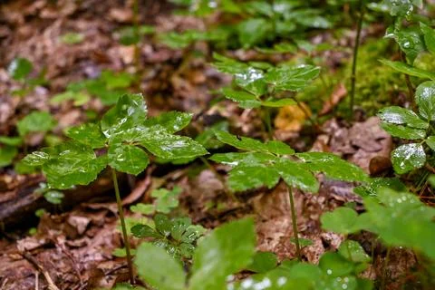  plants in the rain Stock Photos