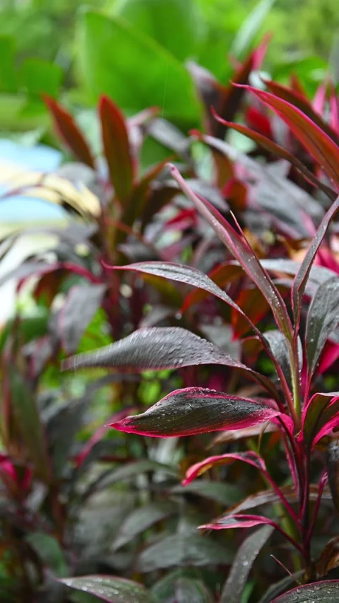 Plants in a raining day at vertical composition Stock Footage 244714530