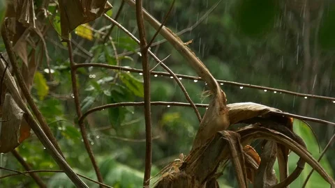 Plants on a rainy day Video stock 128078889