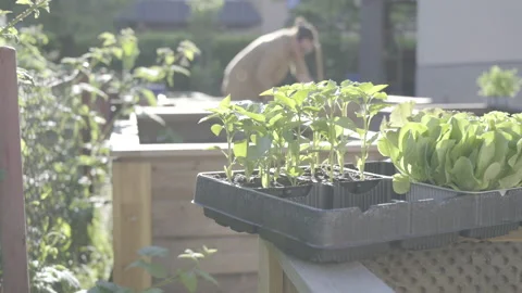 Plants ready to be planted and woman working in the background Stock Footage 157602945