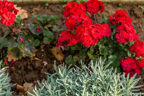 Plants of red geraniums Stock Photos
