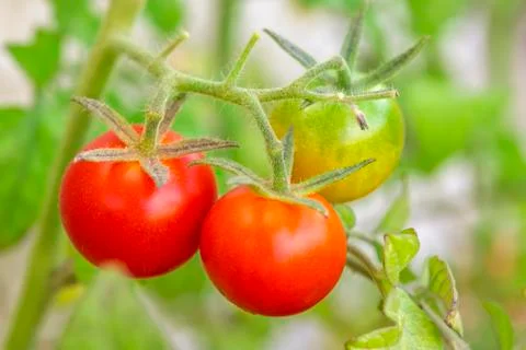 Plants of red tomatoes Foto stock