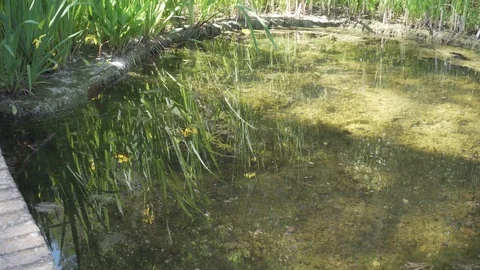 Plants reflecting in a pond Stock Footage 108075004