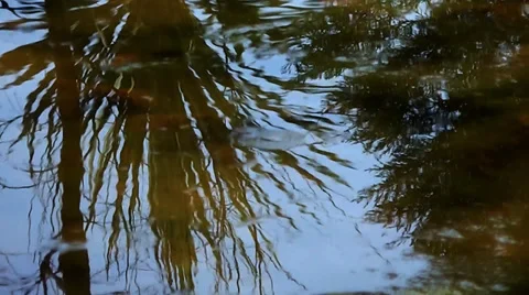 Plants Reflection on the Lake Stock Footage 35871526