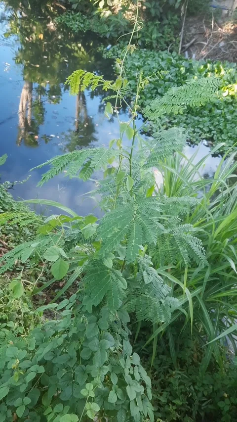 Plants, Reflection, River, Vertical 库存影片 334329721