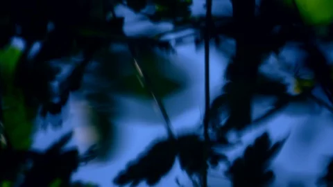 Plants reflection in the water. Close up slow motion shot. 스톡 동영상 98741001