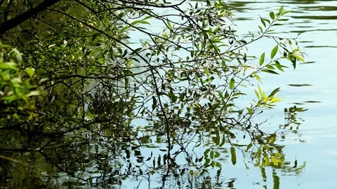 Plants on a river 4k 25fps video Vídeos de archivo 330878617