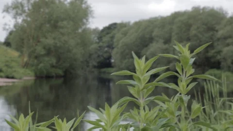 Plants with river in background, handheld, shot in UK village Video stock 91617801