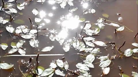 Plants in the River Stock Footage 26185145