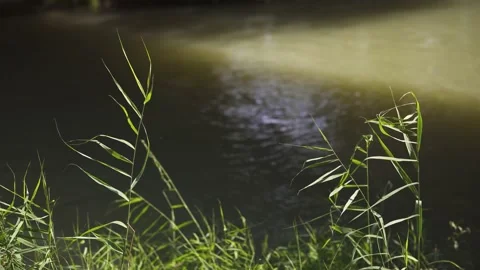 Plants by the river Stock Footage 237867387