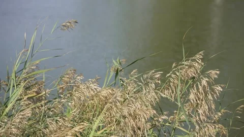 Plants by the river Video stock 242035886