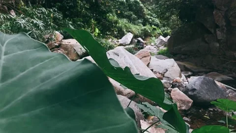 Plants by the river, stream, green plants, leaves by the river, mountains, Stock Footage 237617894