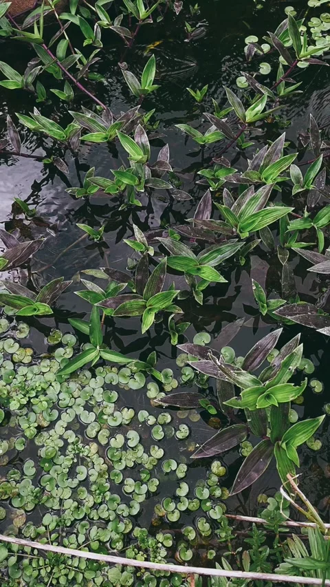 Plants by the river, trail, nature, tree, sky, green, plant, flower, Stock Footage 237260562