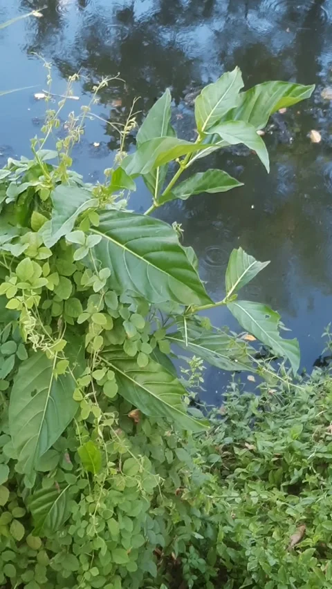 Plants on Riverbank, Vertical Stock Footage 334329786