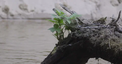Plants by the riverside, 4K slomo Stock Footage 244308241