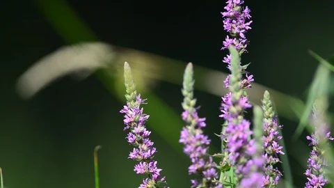 Plants in a riverside forest in austria Stock Footage 126987060