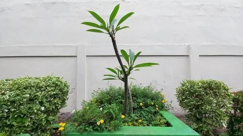 Plants on the roadside 写真素材