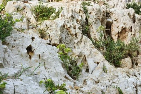 Plants on the rock. Stock Photos
