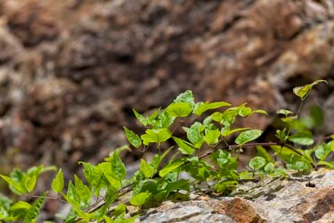 Plants on rock. Foto stock