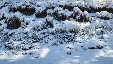 Plants, rocks and snow in the Toluca volcano area in winter season Stock Photos