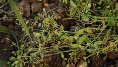 Plants on rocks Stock Footage 8650551