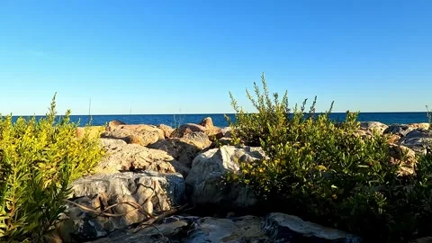 Plants on the rocks by the sea Stock Footage 319023809