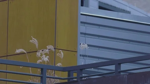 Plants on Rooftop Moving in the Wind 動画素材 84231217