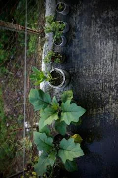Plants in row-philippines Stock Photos