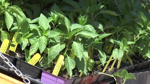 Plants for Sale 스톡 동영상 99314571